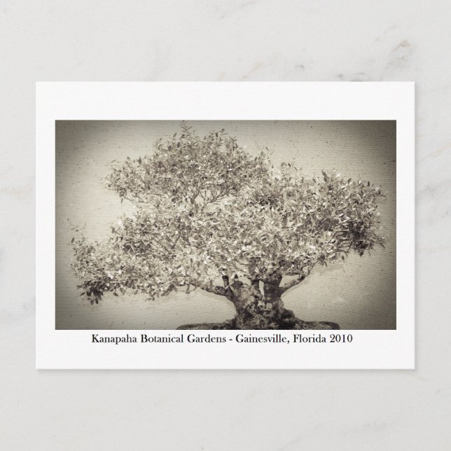 Cartão Postal Jardins Kanapaha - Gainesville 017 (Frente)