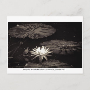 Cartão Postal Jardins Kanapaha - Gainesville 019