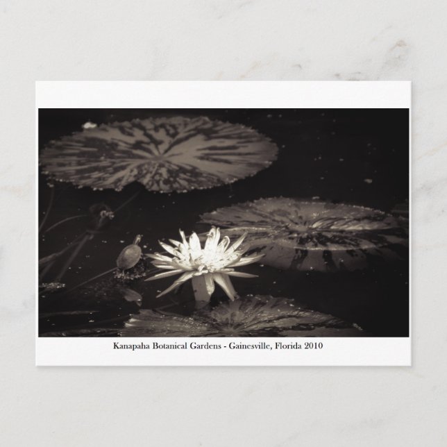 Cartão Postal Jardins Kanapaha - Gainesville 019 (Frente)