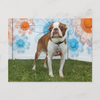 Cartão Postal Jasmine - Boston Terrier