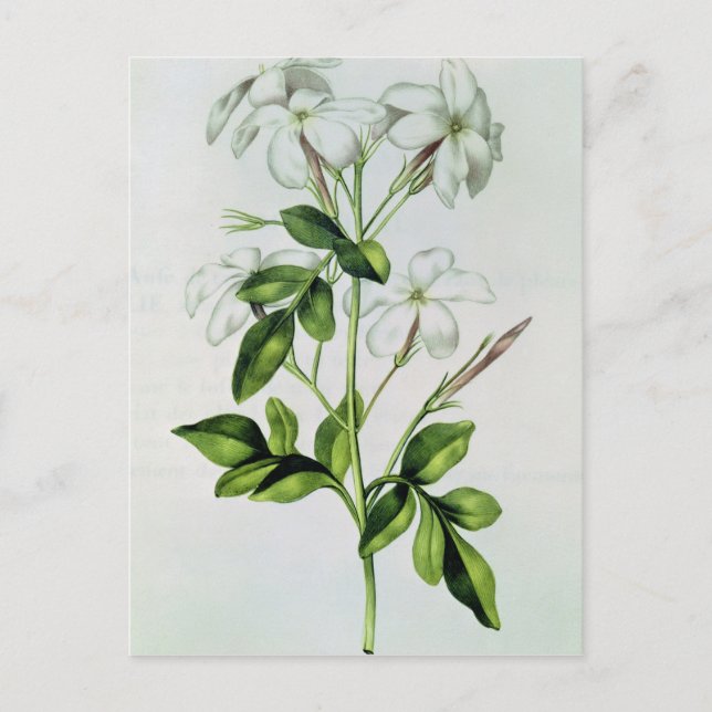 Cartão Postal Jasmine, de La Guirlande de Julie (Frente)