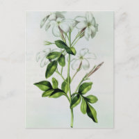 Jasmine, de La Guirlande de Julie