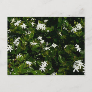 Cartão Postal Jasmine Flowers Tropical Floral Botânica