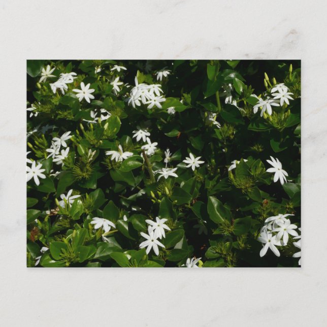 Cartão Postal Jasmine Flowers Tropical Floral Botânica (Frente)
