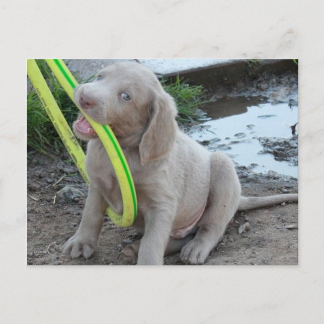 Cartão Postal Jasper tem (Frente)