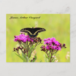 Cartão Postal JAV Blackswallow Tail Butterfly 2013 PC 1