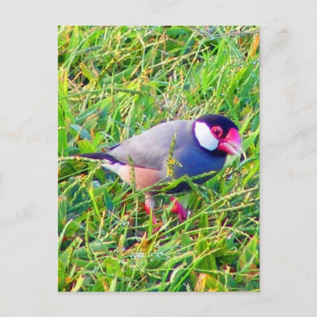Cartão Postal Java Sparrow na grama do Havaí (Frente)