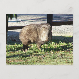 Cartão Postal Javelina