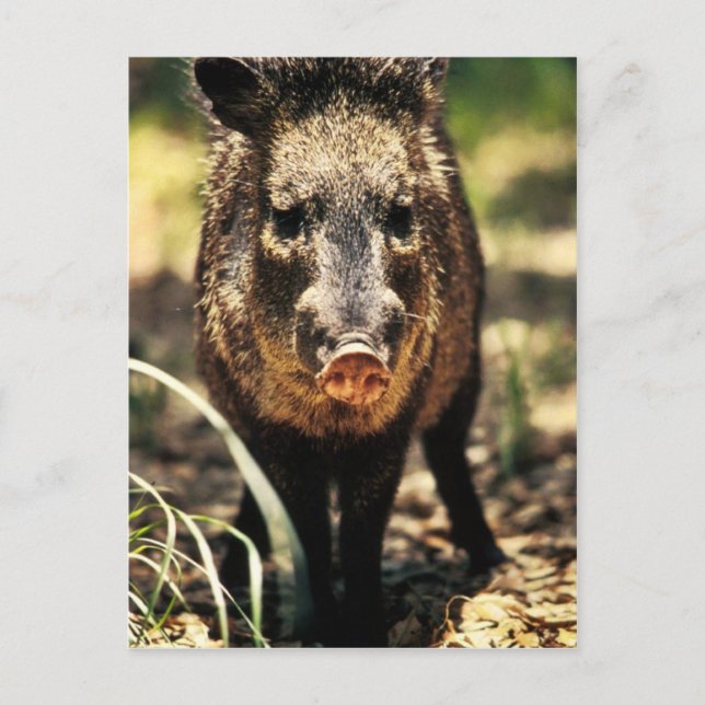 Cartão Postal Javelina (Frente)