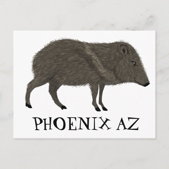 Cartão Postal Javelina PHOENIX Deserto Natureza Selvagem Animal (Frente)