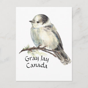 Cartão Postal Jay de Cinza Nacional de Aves do Canadá, Whiskey J