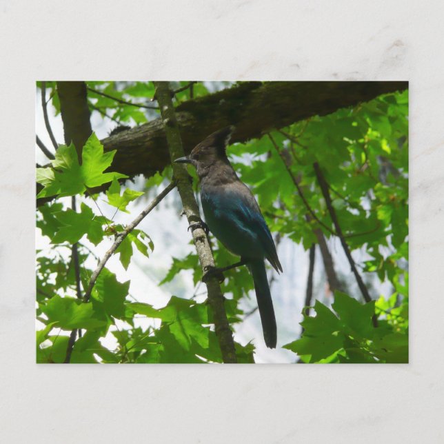 Cartão Postal Jay de Steller no Parque Nacional de Yosemite (Frente)