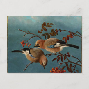 Cartão Postal Jays - Duas Pássaros em uma Árvore