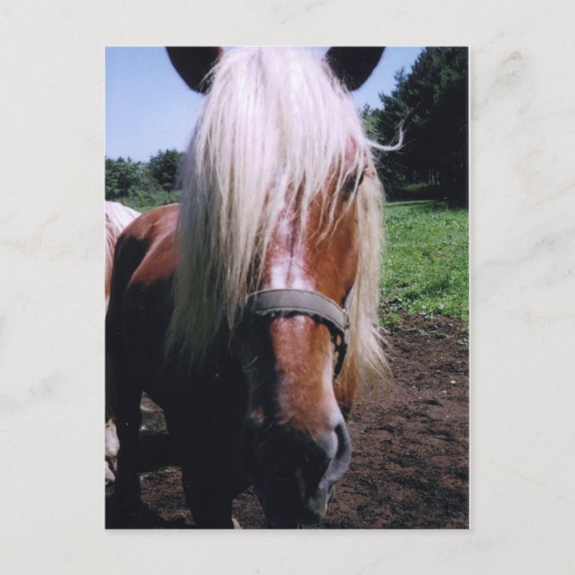 Cartão Postal Jeff (Frente)