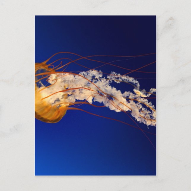 Cartão Postal Jelly fish (Frente)