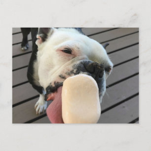 Cartão Postal Jellybean o Boston Terrier