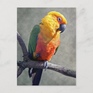 Cartão postal Jenday Conure