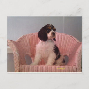 Cartão Postal Jenna, cachorrinho de cocker spaniel americano tri