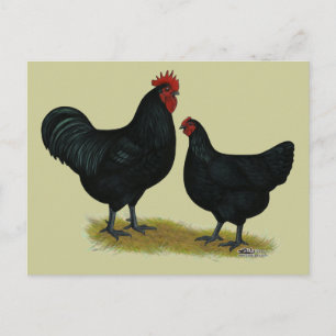 Cartão Postal Jersey Giant Chickens
