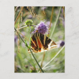 Cartão Postal Jersey Tiger Moth Magnet