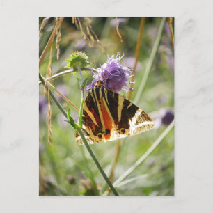 Cartão Postal Jersey Tiger Moth Magnet