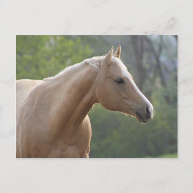 Cartão Postal Jessie Rey Freckle (Frente)