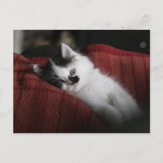 Cartão Postal Jessy Jane - cartão-postal