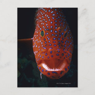 Cartão Postal Jewel Grouper, Cephalopholis miniata