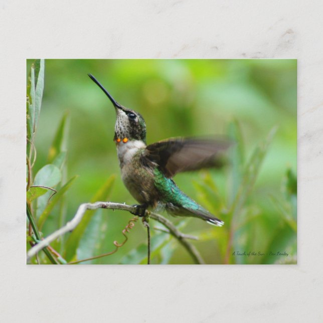 Cartão Postal Jewels Adorn (Frente)