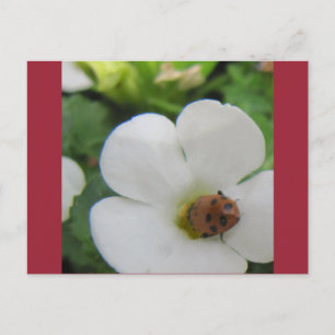 Cartão Postal Joaninha