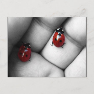 Cartão Postal joaninha de sete pontos