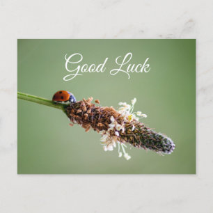 Cartão Postal Joaninha fofa para boa sorte e fortuna!