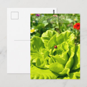 Cartão Postal Joaninha Sortuda