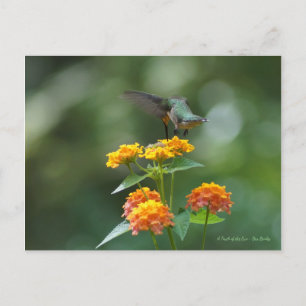 Cartão Postal Joel Dançante