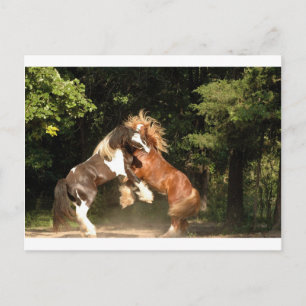 Cartão Postal Jogando ao Sol