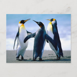 Cartão Postal Jogando Pinguins