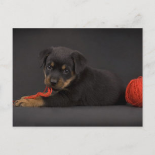 Cartão Postal Jogando Puppy 5