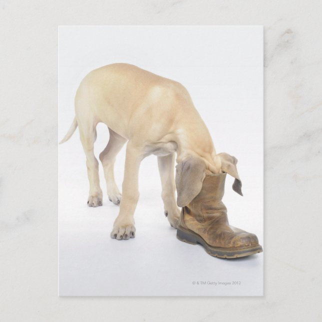 Cartão Postal jogar,amigável,curiosidade (Frente)