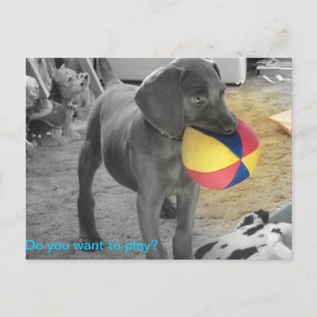 Cartão Postal Jogo azul do filhote de cachorro de Weimaraner (Frente)