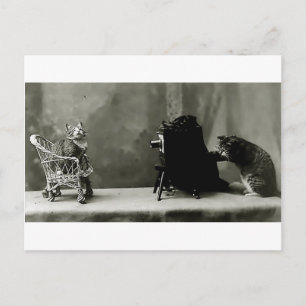Cartão Postal jogo de diversão de gatos engraçados vintage photo