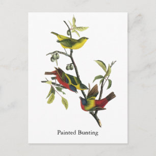 Cartão Postal John Audubon Painted Bunting Impressão