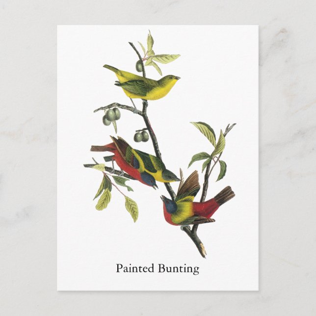 Cartão Postal John Audubon Painted Bunting Impressão (Frente)