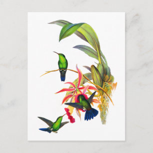 Cartão Postal John Gould's Hummingbirds with Pink Orchids
