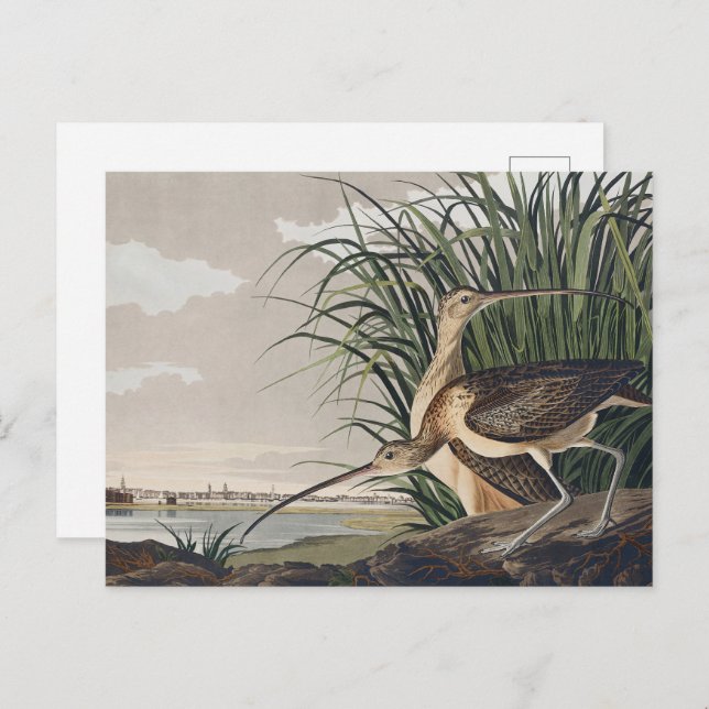 Cartão Postal John James Audubon Long-Billed Curlew Bird (Frente/Verso)