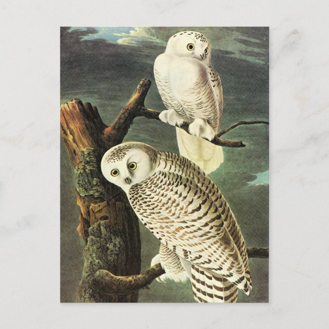 Cartão Postal John James Audubon Owls Fine Art (Frente)