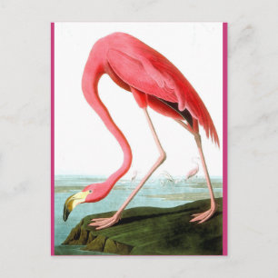 Cartão Postal John James Audubon, Pintura Flamingo