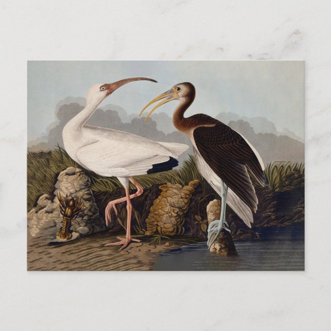 Cartão Postal John James Audubon White Ibis Bird Print Classic (Frente)