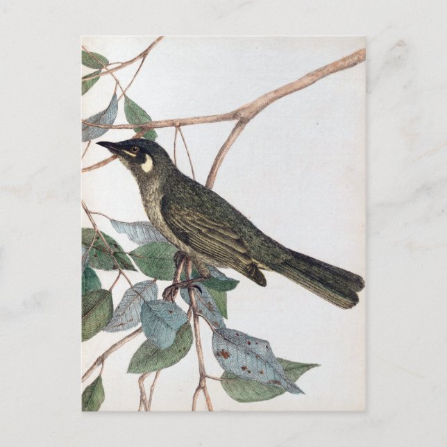 Cartão Postal John Lewin Yellow Ear Honeysucker Lewin's Honeyeat (Frente)