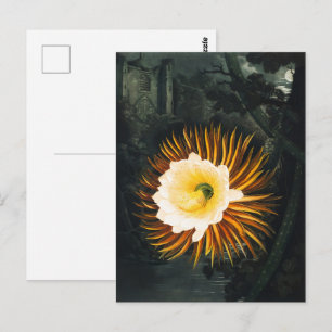 Cartão Postal John Thornton O Cereus Botânico Que Sopra A Noite