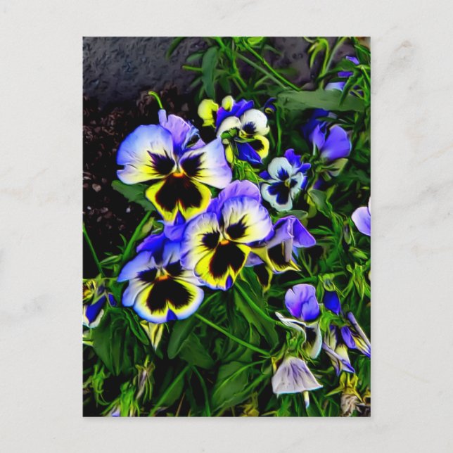 Cartão Postal Johnny Jump Up (Frente)